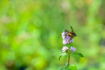 Fly on purple flower in green nature