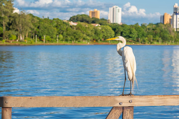 White egret on a wooden fence with a view to a lake of a green city. Trees on the lakeshore and few...