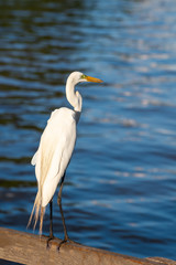 White egret on a wooden fence of a lake deck. 
