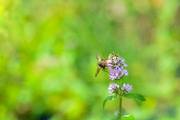 A big Fly on flower in green nature