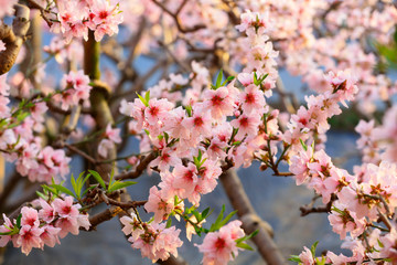 Blooming peach blossoms