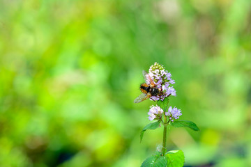 A Fly sits on flower in green nature