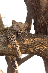 Leoprad cub on tree resting, baby leopard on tree in the wilderness of Africa
