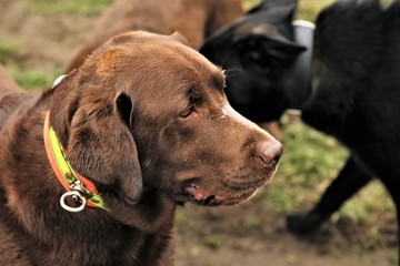 portrait of a dog
