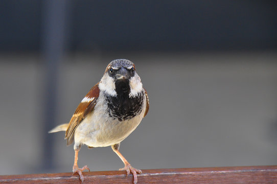 Male of House sparrow. The house sparrow (Passer domesticus) is a bird of the sparrow family Passeridae. Bird on the wooden bench with grey background. 