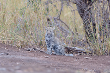 Leopard cub, baby leopard in the wilderness of Africa