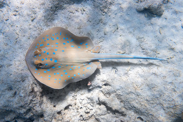 Bluespotted Ribbontail Ray (Taeniura lymma) In Red Sea, Egypt. Close Up Of Dangerous Underwater...