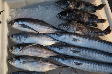 Fische