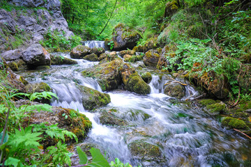 Naklejka na ściany i meble Mountain stream deep in the woods. A view of a mountain stream in The Choč Mountains, Slovakia. Fast water stream in wild mountain creek with wet stones. Spring green nature. 