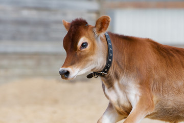 Jersey cow, portrait of a brown calf closeup