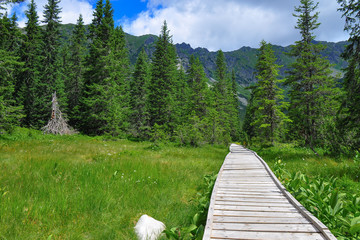 Wooden tourist path over the peat bog deep in the mountain forests. High Tatras national park -...