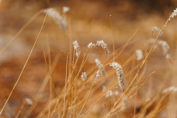 Fototapeta premium closeup photo of dry wild desert grass