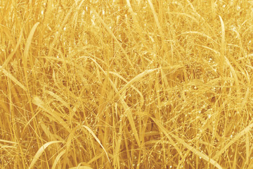 Side view of golden decorative cereal grass. Abstract trendy modern natural texture background