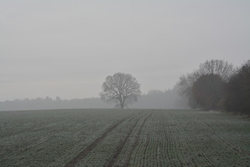 frosty winter morning with fog in rural area in Germany