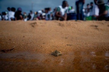 Baby turtles being reintroduced into the waters of the Trombetas River.