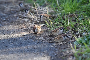 Naklejka na ściany i meble Sparrows act in groups and feed on seeds and insects such as grasses.