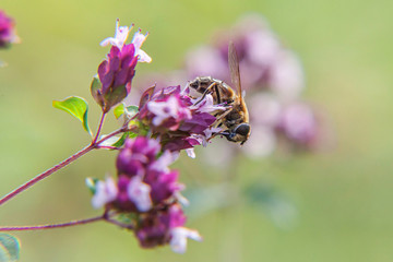 Honey bee covered with yellow pollen drink nectar, pollinating pink flower. Inspirational natural floral spring or summer blooming garden or park background. Life of insects. Macro close up.