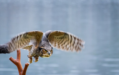 Great horned owl at raptor show for rehabilitated raptors.. 