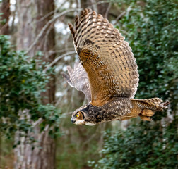 Great horned owl at raptor show for rehabilitated raptors..  © Wildspaces