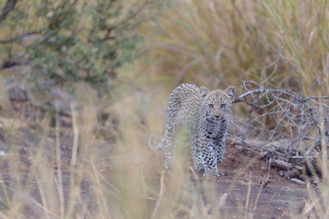 Fototapeta premium Leopard cub, baby leopard in the wilderness of Africa