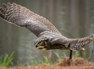 Great horned owl at raptor show for rehabilitated raptors.. 