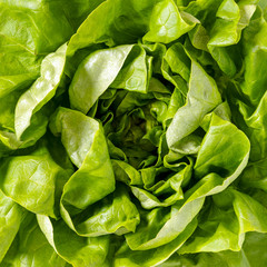 Close-up of a green salad vegetable. Publication for Instagram, square frame, top view.