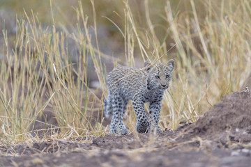 Leopard cub, baby leopard in the wilderness of Africa