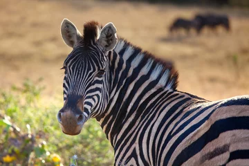 Fotobehang zebra die naar jou kijkt © mschauer