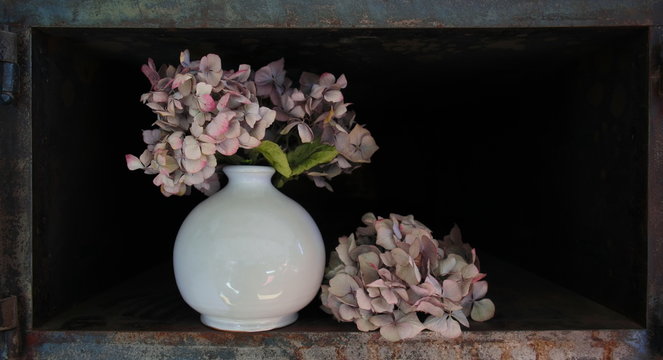 Hortensien als Trockenblumen 