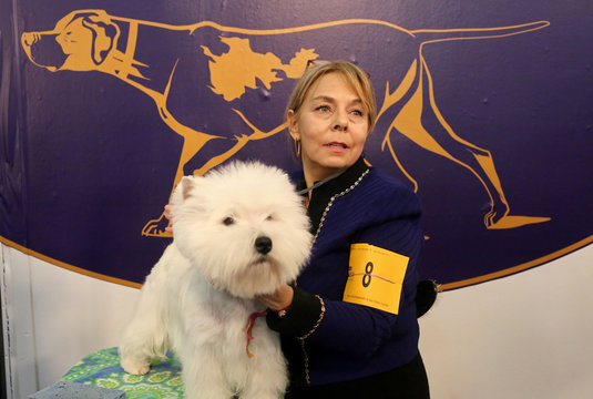 pics West Highland White Terrier Dog Show adobe stock