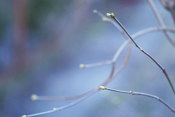 Spring wallpaper. Buds on the tree. Copy space. Natural background. 