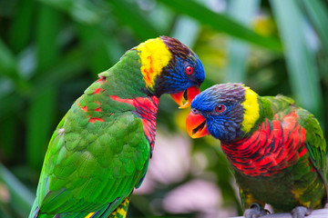 two rainbow lorikeets on a branch