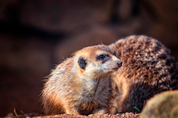 Portrait of Meerkat Suricata suricatta with red nose. African native animal, small carnivore belonging to the mongoose family. It is wildlife photo, The background is green and blured.
