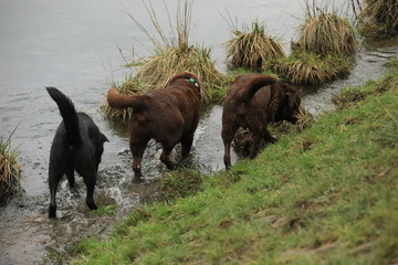 herd of cows