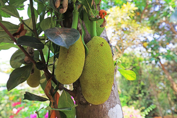 Pineapple fruit on a tree in a botanical garden, Sanya City, Hainan Province, China