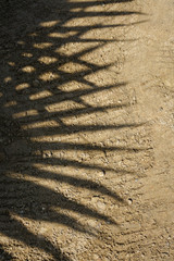 Silhouette black of tree branches-leaves with brown background,sunlight rays through wall concrete, It may look like shadow coconut or palm