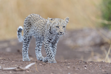 Leopard cub, baby leopard in the wilderness of Africa