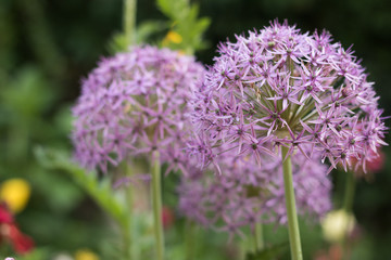 Obraz premium Close-up View: Beautiful Purple Flowers of Blossom Allium are in Spring Garden. Concept: Gardening and English Garden. 