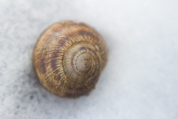 shell close-up on a white snow background