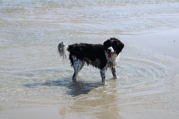 Frisian Stabyhoun dog in the sea
