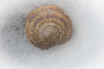 shell close-up on a white snow background