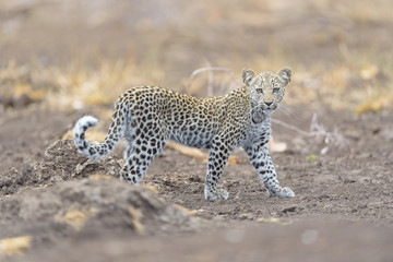 Fototapeta na wymiar Leopard cub, baby leopard in the wilderness of Africa