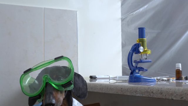 puzzled dachshund dog sits in a laboratory behind a protective glass and studies analyzes in a microscope, in bio hazard protective suit with respirator mask.  Novel coronavirus - 2019-nCoV, WUHAN vir