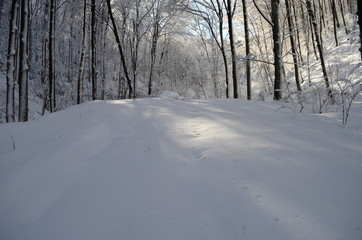 Trees covered with hoarfrost and snow in mountains
