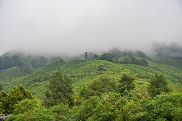 Tea plantation in Cameron Highlands. Foggy morning. Malaysia