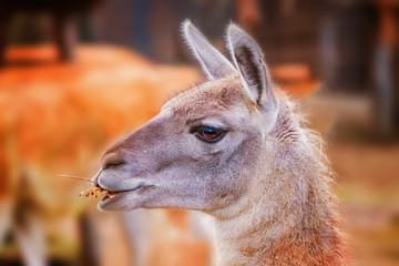 Portrait of head Alpaca, Vicugna pacos, Llama, that chews grass. It is is a species of South American. It behaves mainly due to the production of high quality wool.