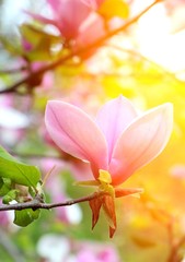 Spring. Pink magnolias bloom in the city parks. Large pink and fragrant flowers