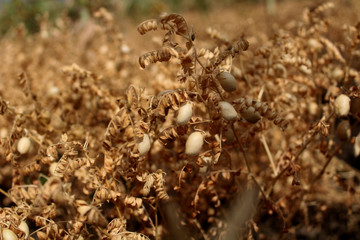 Dried Chickpea Plant