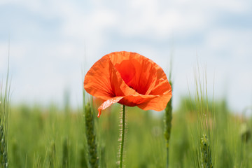 Lonely poppy flower on a wheat field. Beautiful summer landscape
