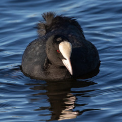 Eurasian Coot 6
